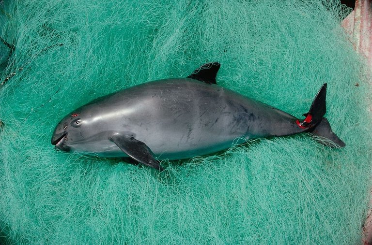 Vaquita1000.jpg