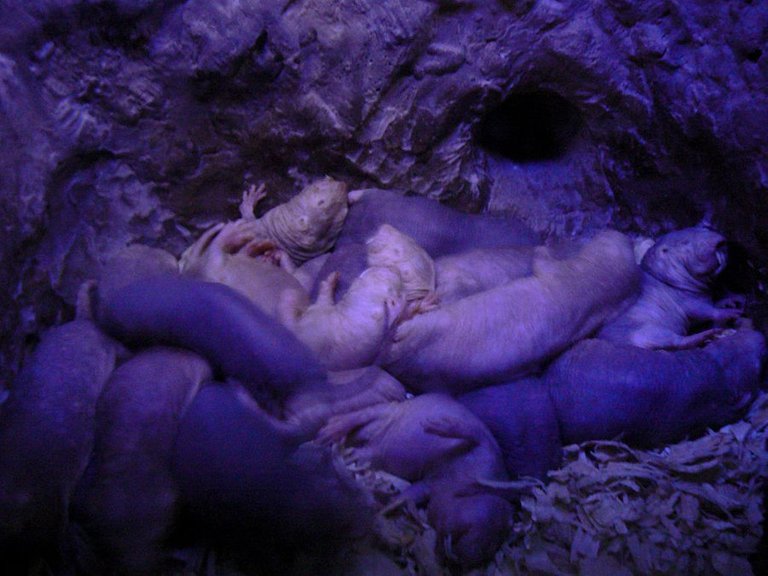 Nest_of_naked_mole_rats.jpg