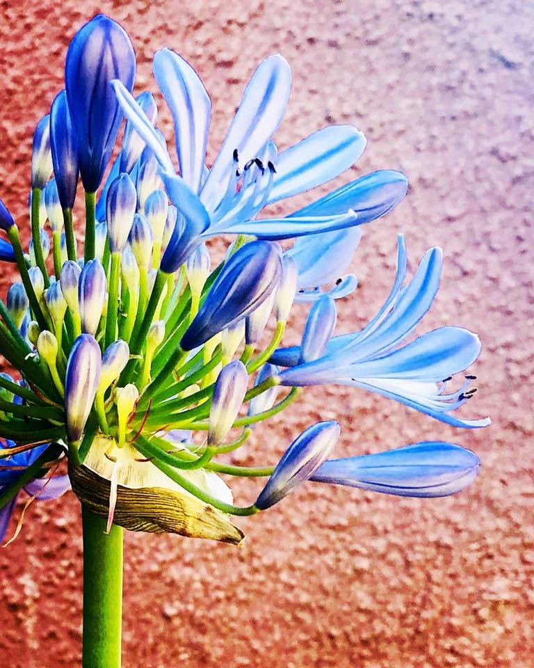 IG Agapanthus.jpg