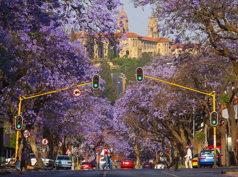 Jacaranda-Trees-Pretoria.jpg