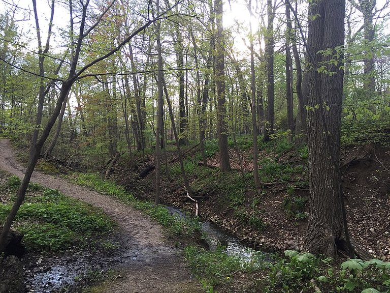 800px-Pathway_in_Ravine_Park,_Lake_Bluff.jpg