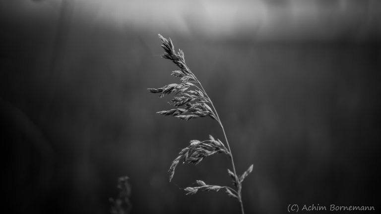 Grassland-4.jpg