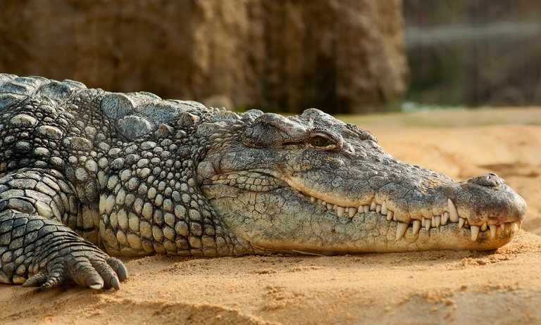 animal-animal-photography-crocodile-60644.jpg