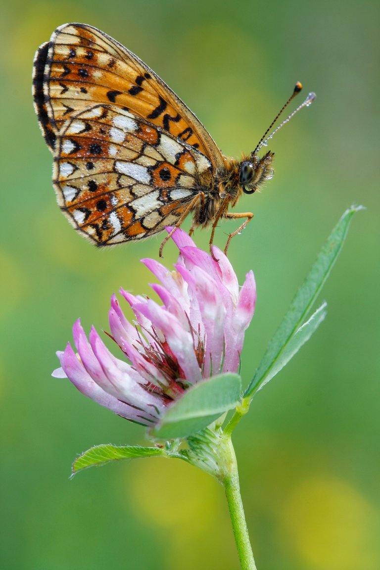 schmetterling5.jpg