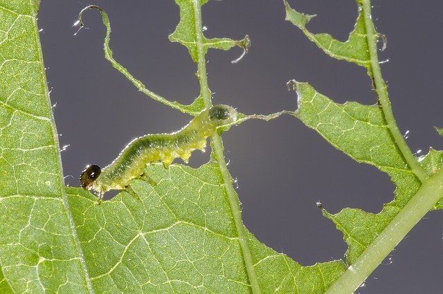 sawflies-larvae-2465814_640.jpg