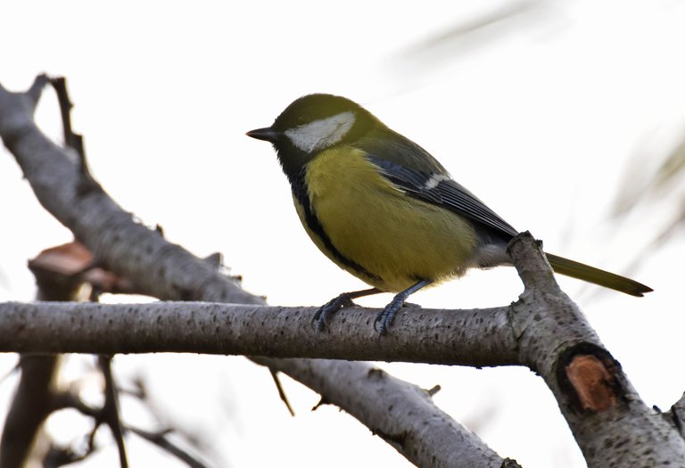 great tit bird.jpg