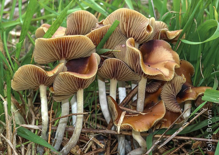 2013-10-30_Psilocybe_cyanescens_Wakef_380747.jpg