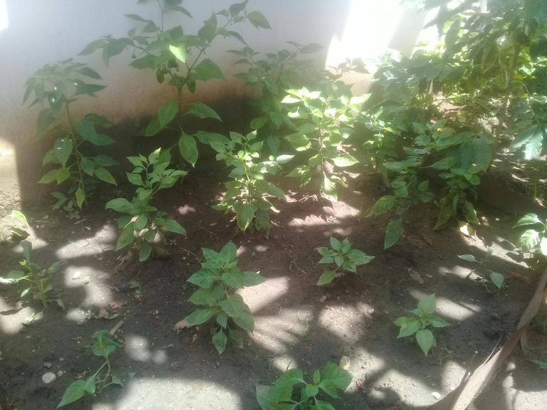 mis plantas de aji 5.jpg