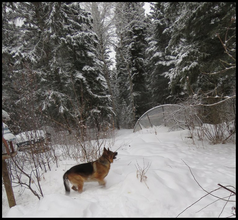 Bruno looking up at snowy trees in yard by greenhouse.JPG