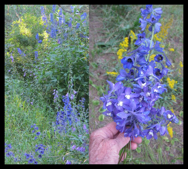 delphinium in bloom with bouquet.JPG