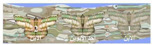 IMG_٢٠١٨٠٧١١_١٤٤٢١٢.jpg