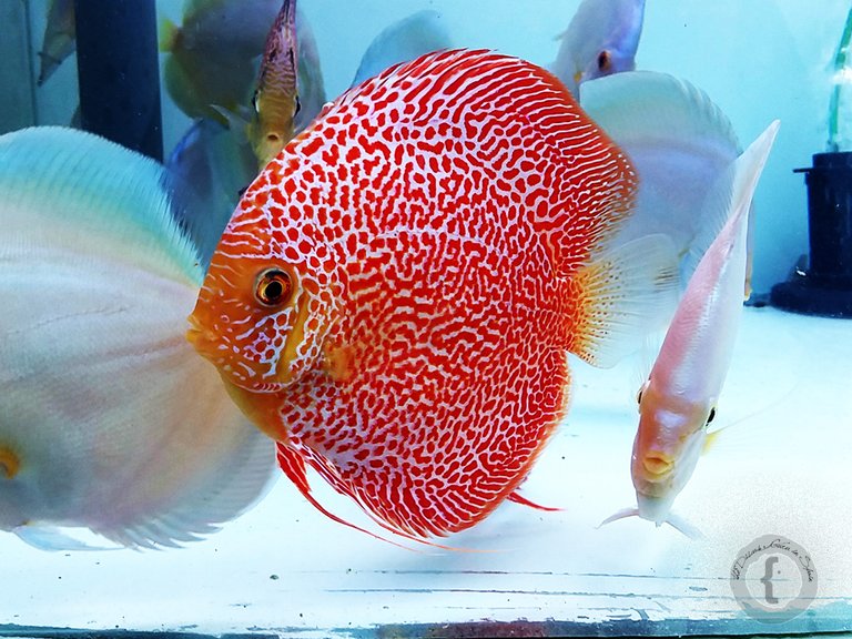 Biotópica,_breeding_discus_fish_Penang_Eruption.jpg