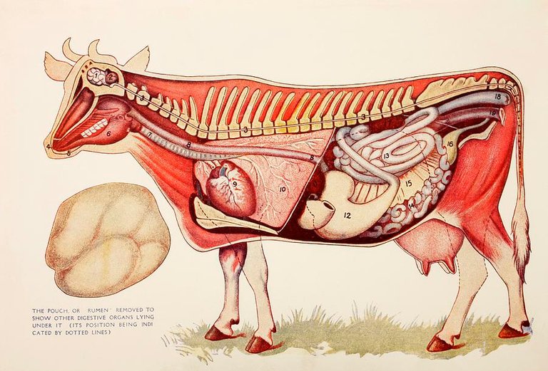 internal-organs-of-a-cow-withn-the-ken-welsh.jpg