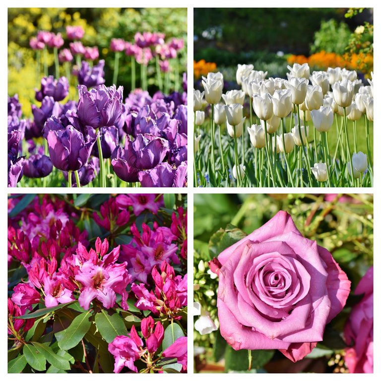 tulips-3431247_1280-COLLAGE.jpg