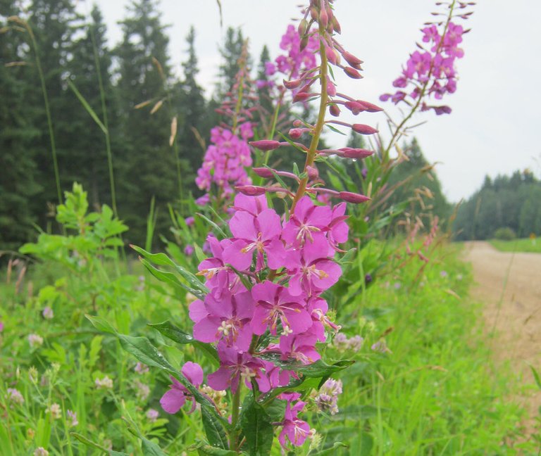 closeup of fireweed resized.JPG