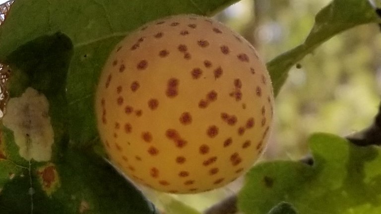 Leaf Gall.jpg