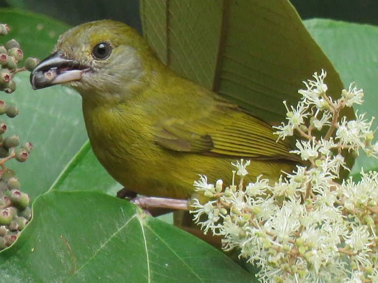 BIRD with Berry.jpg