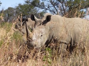 300px-South_Africa-Mpumalanga-Rhino02.jpg