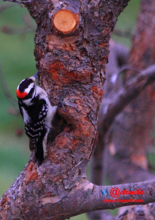 Downy Woodpecker PFW0032.JPG