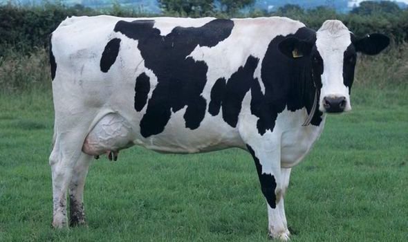 cow-395509.jpg.cf.jpg