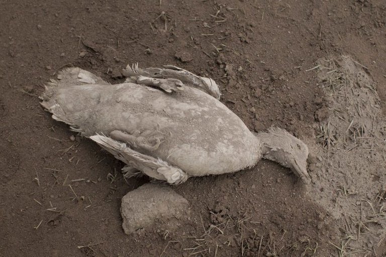 cadaver-pato-erupcion-volcan-fuego-guatemala-800x533.jpg