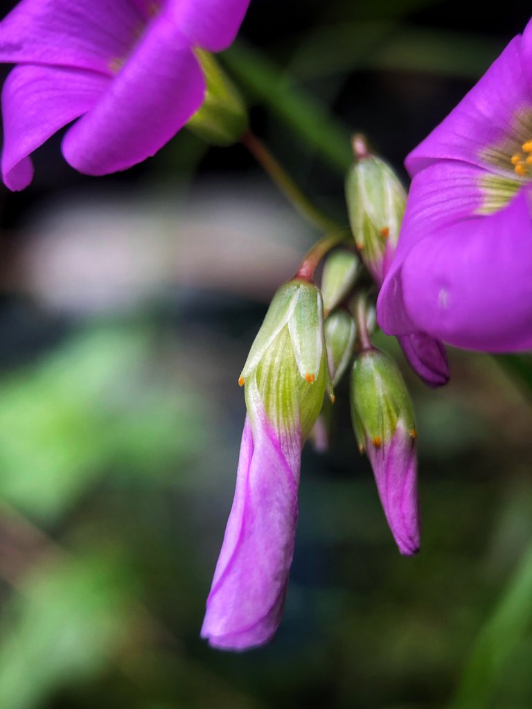 Wood Sorrel flowers