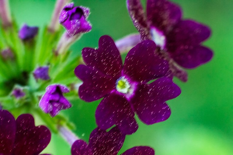 PurpleFlower_3.jpg