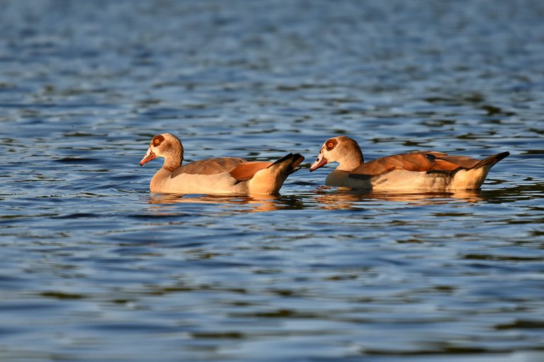 egyptian-goose-3591347_1920.jpg