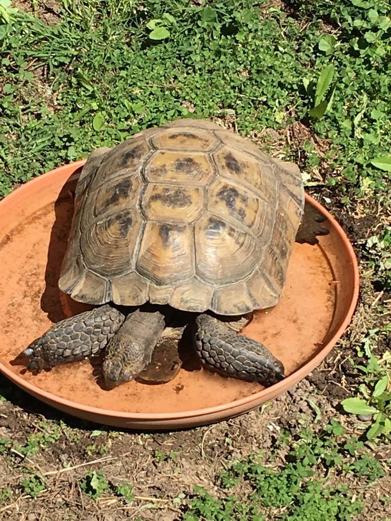 Photograph by Guy Sellars - Turtle Bathing.jpg