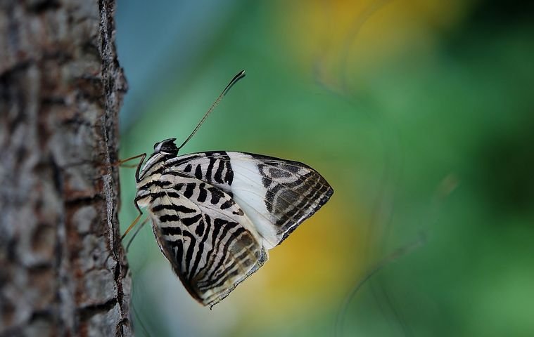 butterfly-43476__480.jpg