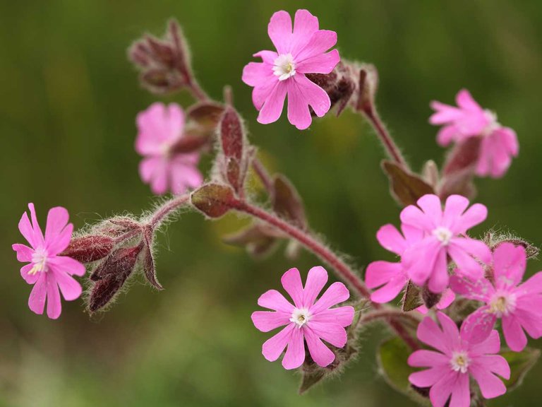 getting-started-with-british-wildflowers-red-campion-265027886-1280.jpg