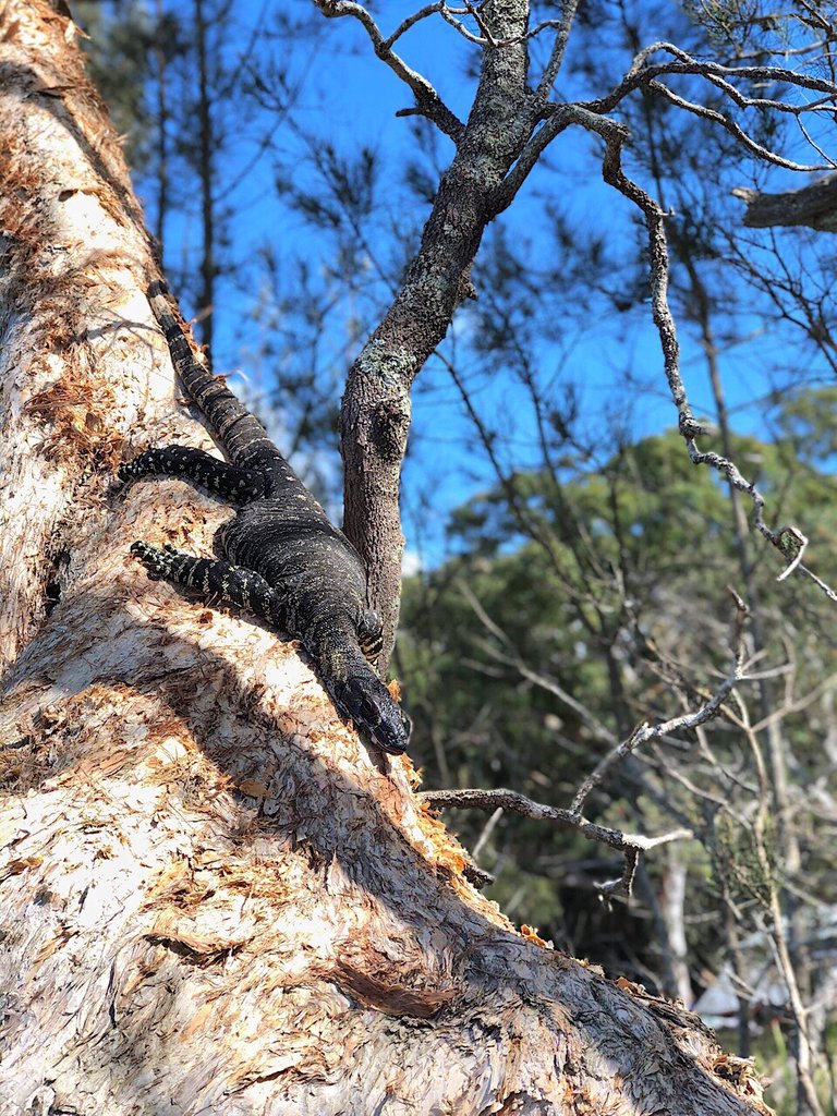 Australian Guana or Monitor Lizard