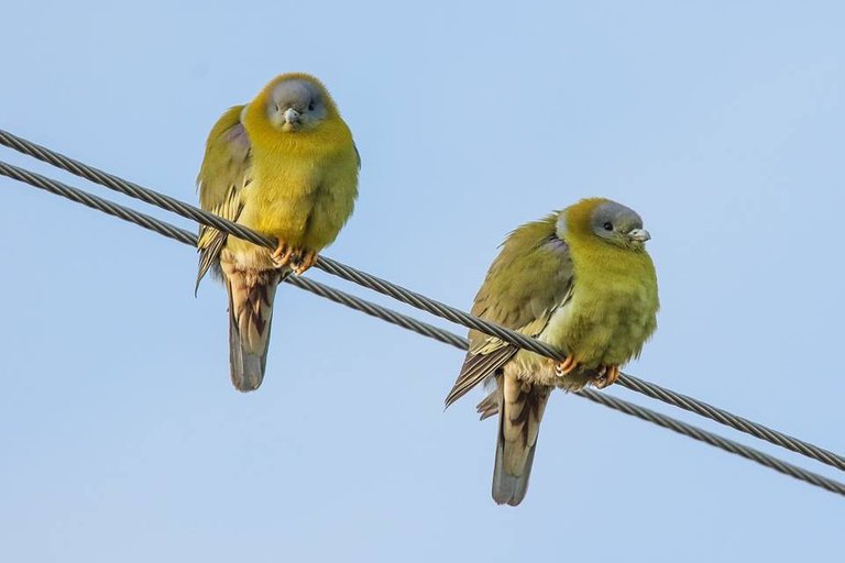 Yellow-footed Green Pigeon.jpg