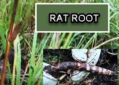 rat root.jpg