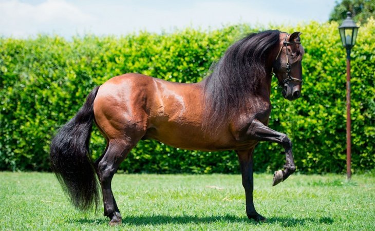 caballo paso fino.jpg