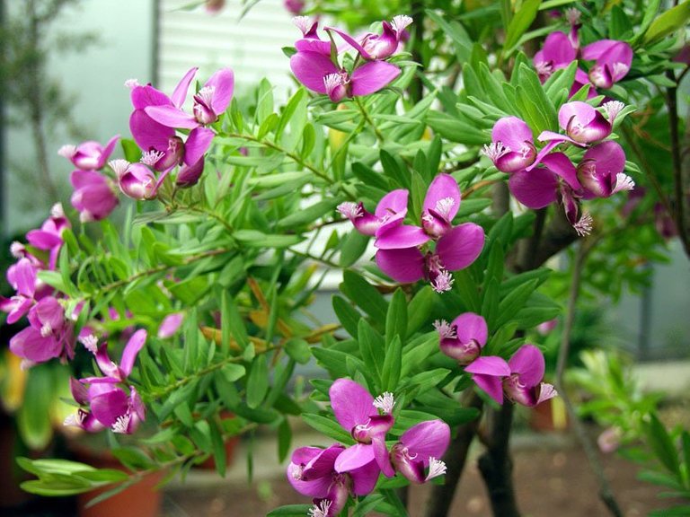 Polygala-murt-Grandifolia-Flowers-1.jpg