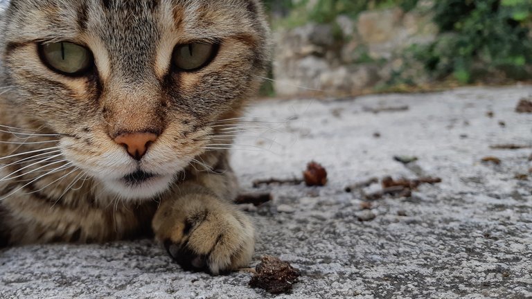 cat eyes in my garden.jpg