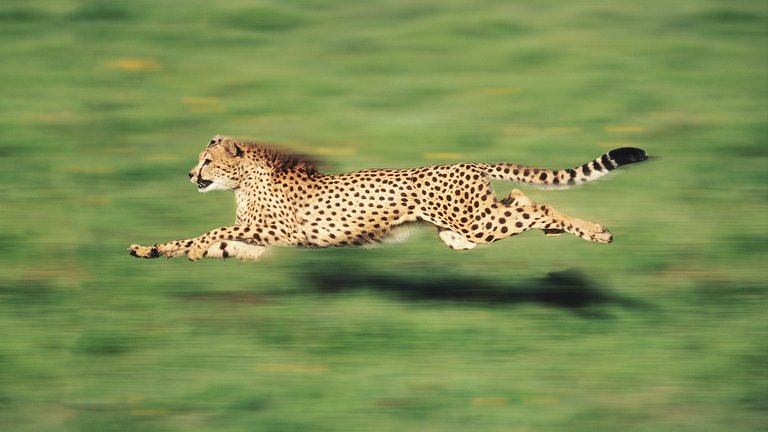 Cheetah.jpg