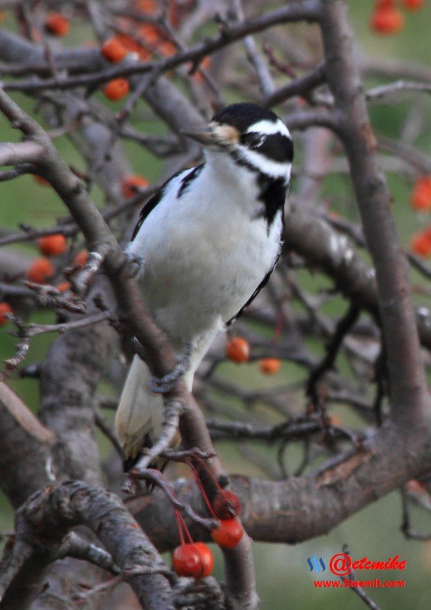 Hairy Woodpecker PFW01-31H.JPG