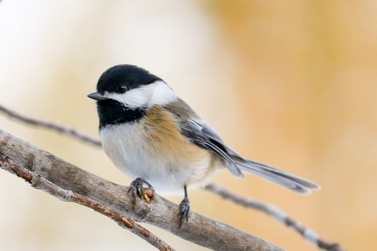 birds-black-capped-chickadee-maine-1656164.jpg