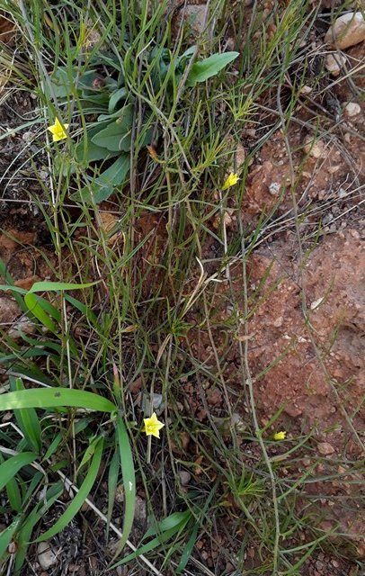 Xenostegia tridentata2.jpg