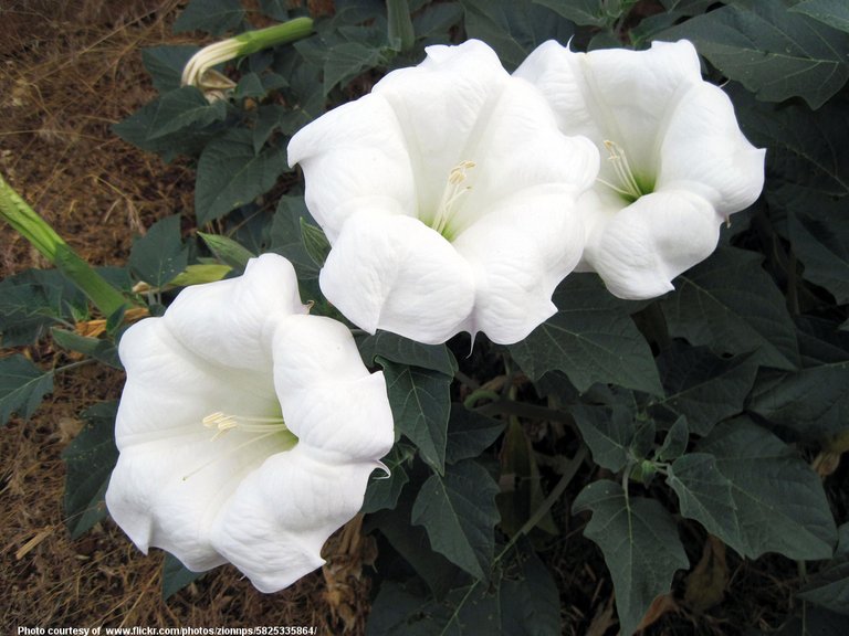 MoonFlowers-001-052918.jpg