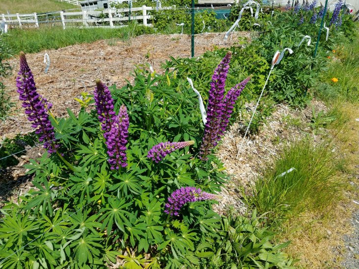 native-big-leaf-lupine-flower.jpg