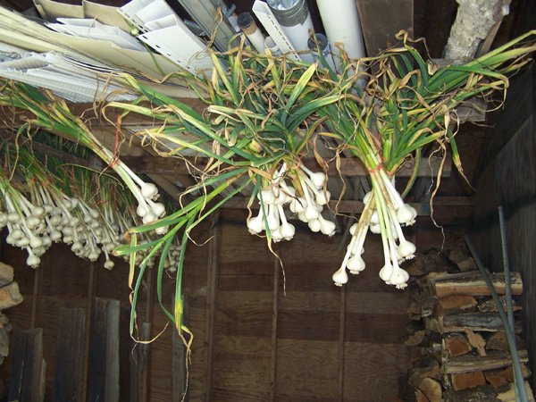 Digging garlic - harvest hung2 crop July 2019.jpg