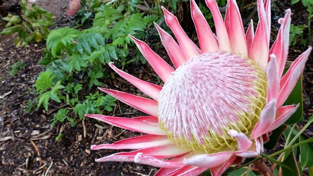 Kirstenbosch-Gardens.jpg