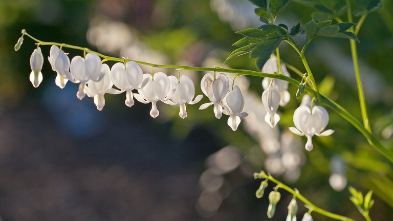 7266763152-white-bleeding-heart (FILEminimizer).jpg