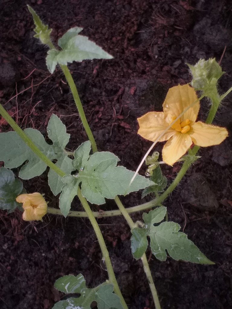 Tangmo flower7.jpg