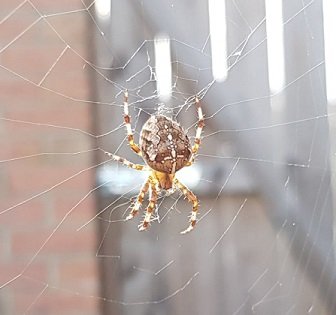 Gareden Spider.jpg