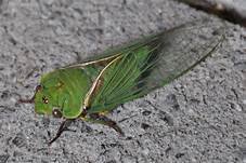 cicada.jpg