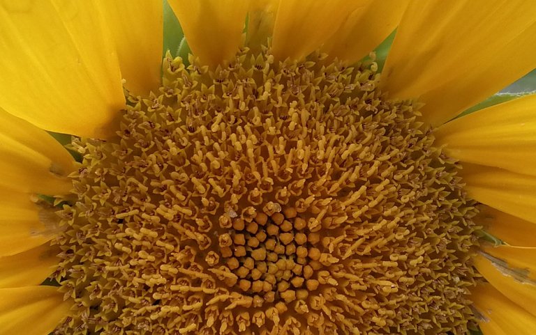 Sonnenblume4.jpg